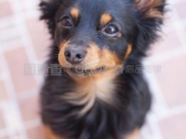 狗狗怀孕几个月生产：了解母犬的孕期与分娩时间
