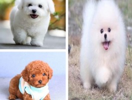 狗狗咳嗽是什么声音