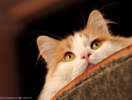猫咪几岁绝育：最佳时机与注意事项