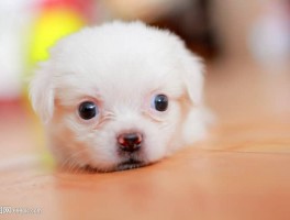 猫咪吐绿色液体：原因分析与应对措施