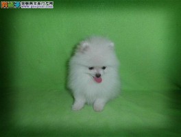 狗狗打喷嚏吐：原因与应对策略