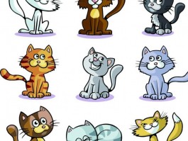 猫咪做手术大概多少钱