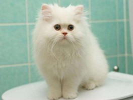 猫咪网站：探索猫咪世界的全方位指南