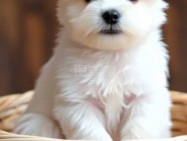 公犬几个月下来睾丸：了解犬睾丸发育与常见问题