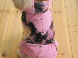 2个月拉布拉多幼犬喂养：营养均衡，健康成长