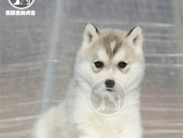 泰迪几个月吃干狗粮？科学喂养指南一览