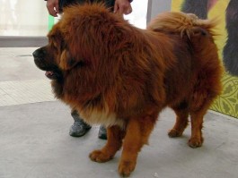 猫咪用药大全：常见病症与药物指南