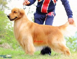 狗狗受惊吓后几天恢复