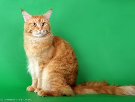 猫咪老是呕吐：找出原因与解决方法