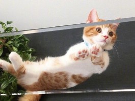 狗狗和猫咪：宠物界的最佳拍档