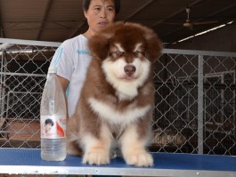 猫咪有什么品种