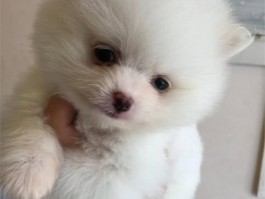 公泰迪几个月定型：了解泰迪犬成长的关键期