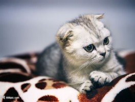 三个月小猫咬人：原因分析与应对策略