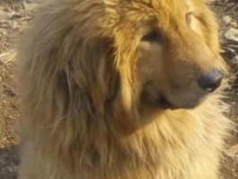 三个月狼青幼犬：健康成长的关键指南