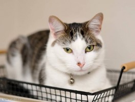 萨摩八个月还是猴脸：解析幼犬成长之谜