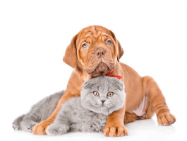 三个月马犬吐：原因分析与应对措施