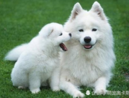 狗狗必须挤肛门腺吗？揭秘背后的真相
