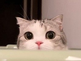 猫咪痒怎么办：解决宠物瘙痒问题的全面指南