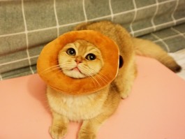 什么原因猫咪起猫癣了