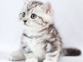猫咪第一天到家一直叫：原因与应对策略