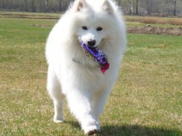 博美几个月能修成俊介？博美犬美容修剪指南