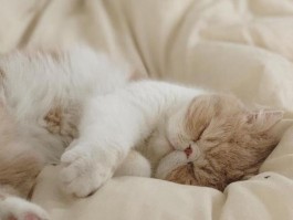 猫咪抱着玩具：探索猫咪与玩具的不解之缘
