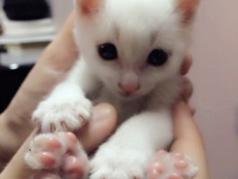猫咪放养：利与弊的全面解析