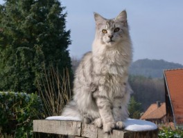 天津猫咪领养：为爱找到一个温暖的家