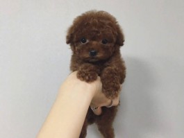 宠物狗嘴巴发黄什么原因