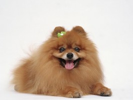 狗狗一岁是几个月？揭秘狗狗成长周期