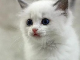 狗狗耳朵怎么立起来：揭秘狗狗耳朵立起的秘密