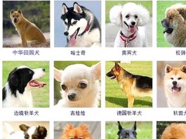 出租狗狗：一种新兴的宠物互动方式