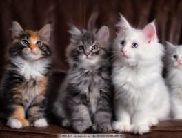猫身长是什么原因？揭开猫咪身长之谜