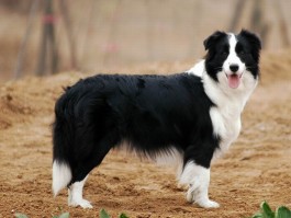 狗狗一个月可以洗澡吗？宠物医生的专业建议
