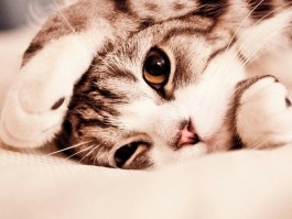 猫咪绝育后多久发胖