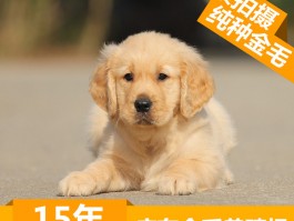 缅因猫大尾巴是什么原因？揭秘这一独特特征的真相
