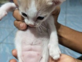 猫咪体重喂食表：科学喂养，健康相伴