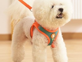 两个月的萨摩耶怎么养：新手养犬指南