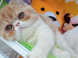 狗狗可以每天吃鸡蛋吗？