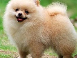 阿拉斯加3个月多少钱：幼犬价格与养护成本一览