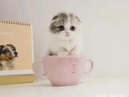 三个月金毛能吃鸡蛋吗？答案在这里！