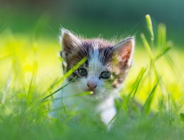 猫从小挑食什么原因？找出背后的真相