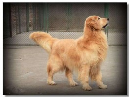 四个月柴犬注意什么：养宠新手必备指南