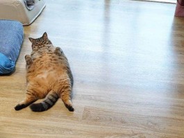 怎么看猫咪多大了