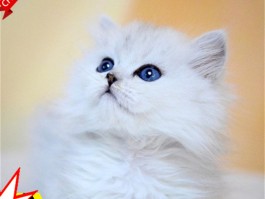 猫脚麻是什么原因？宠物医生为您解答