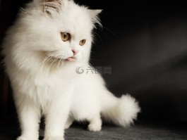 宠物大便灰绿色什么原因？揭秘宠物健康信号