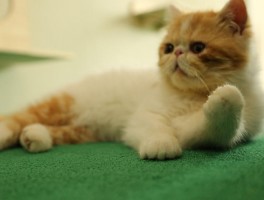 猫咪甩尾巴是什么意思