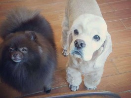 三个月的斗牛：幼犬养护指南
