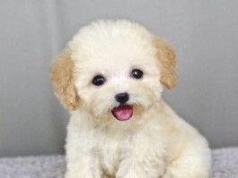 秋田犬3个月能长多大？了解幼犬成长关键期