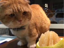 猫咪生化体检：守护猫咪健康的秘密武器